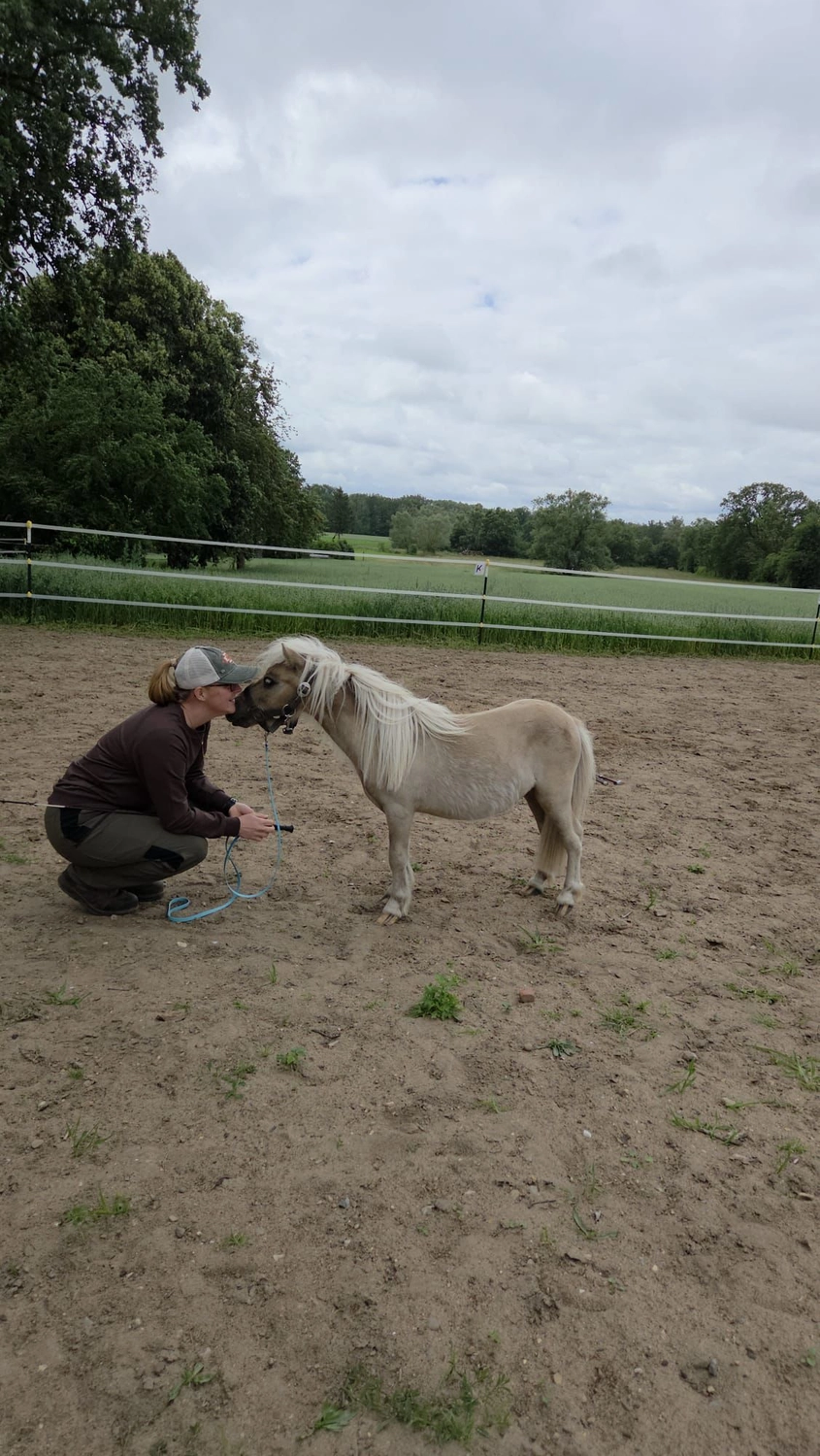 Ankerhof Natürlich-fair-Pferd - Pferdetraining - Kommunikation mit dem Pferd