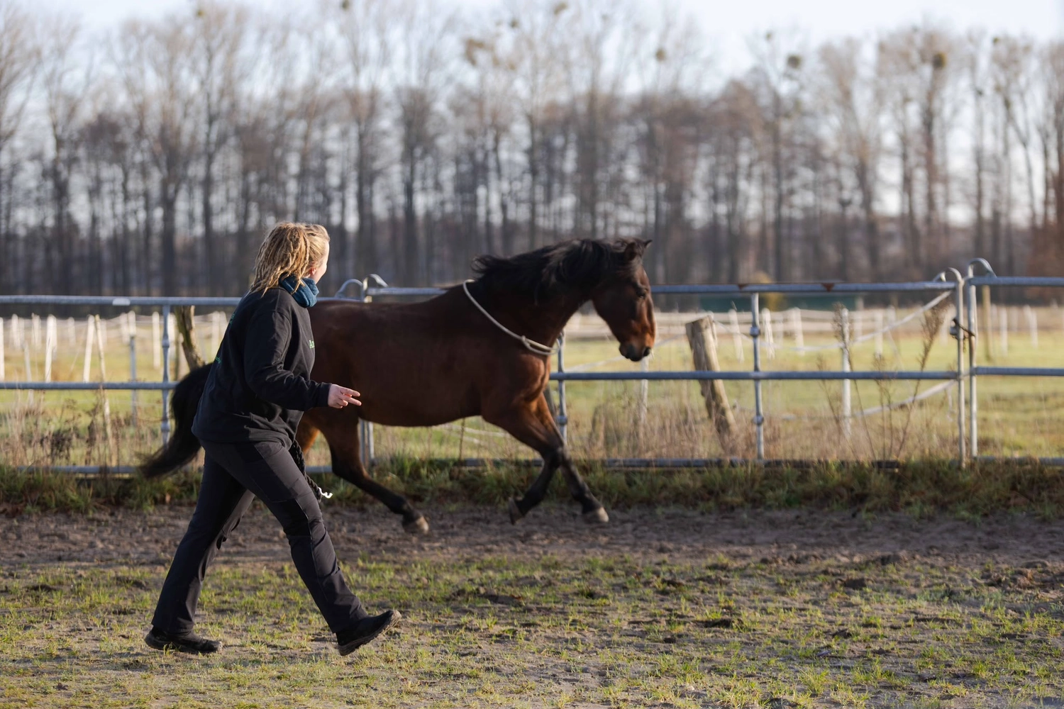 Ankerhof Natürlich-fair-Pferd - Pferdetraining - Pferdegerechtes Training