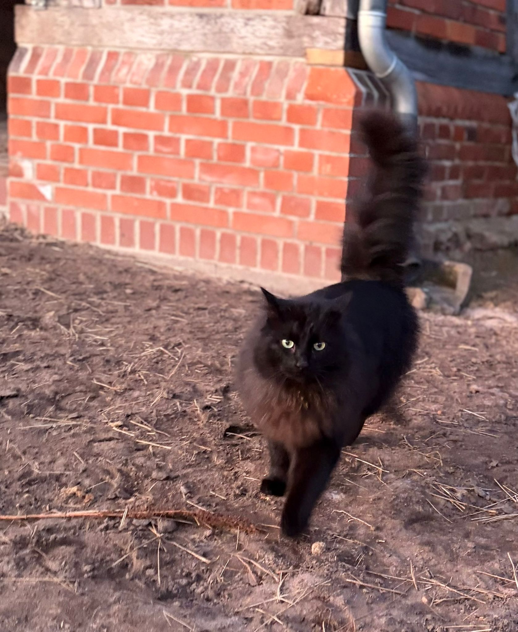 Ankerhof Natürlich-fair-Pferd - Pferdetraining - Balou Katze ein ruhiger, treuer Begleiter, lieb und souverän.