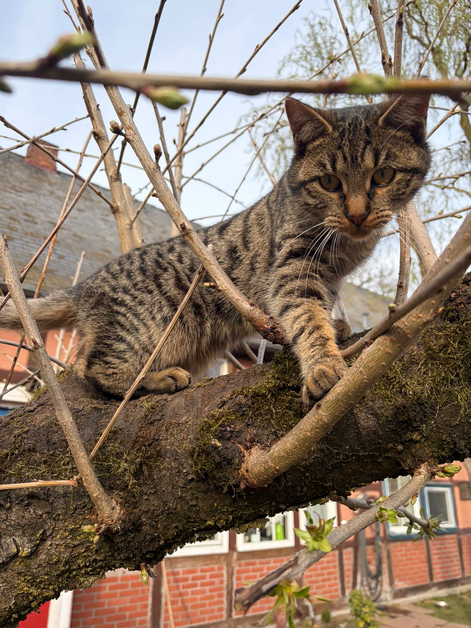 Ankerhof Natürlich-fair-Pferd - Pferdetraining - Pumba Katze loyal, voller Lebensfreude und verspielt