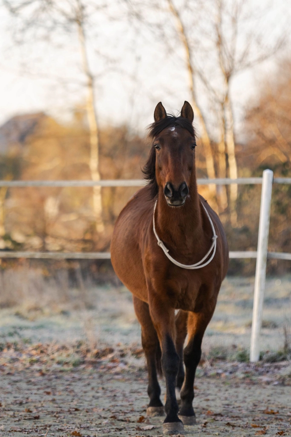 Ankerhof Natürlich-fair-Pferd - Pferdetraining - Curioso Pferd , unser spanischer Chico