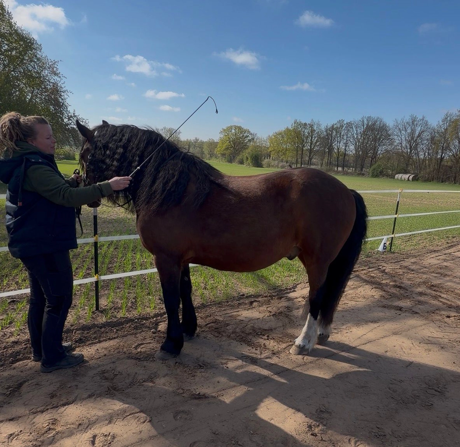 Ankerhof Natürlich-fair-Pferd - Pferdetraining - pferdegerechtes Training