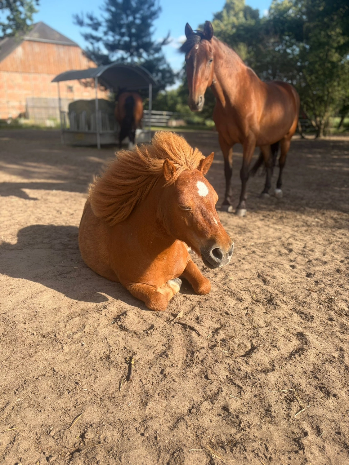 Ankerhof Natürlich-fair-Pferd - Pferdetraining - Ein kastanienbraunes Islandpferd mit dichter, wallender goldener Mähne liegt ruhend auf einer Erdpaddock und blickt nach rechts.