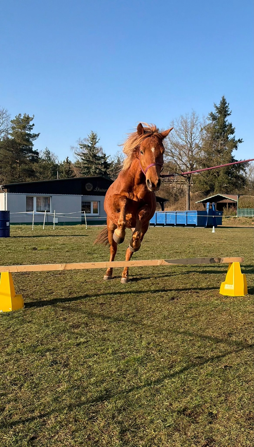 Ankerhof Natürlich-fair-Pferd - Pferdetraining - Pferdetraining ohne Druck