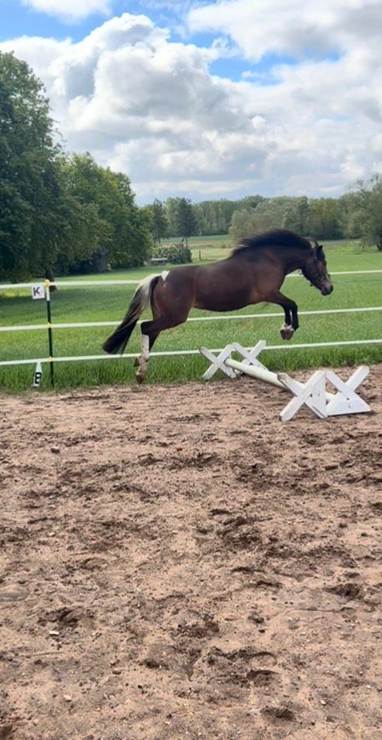 Ankerhof Natürlich-fair-Pferd - Pferdetraining - Pferdetraining ohne Druck