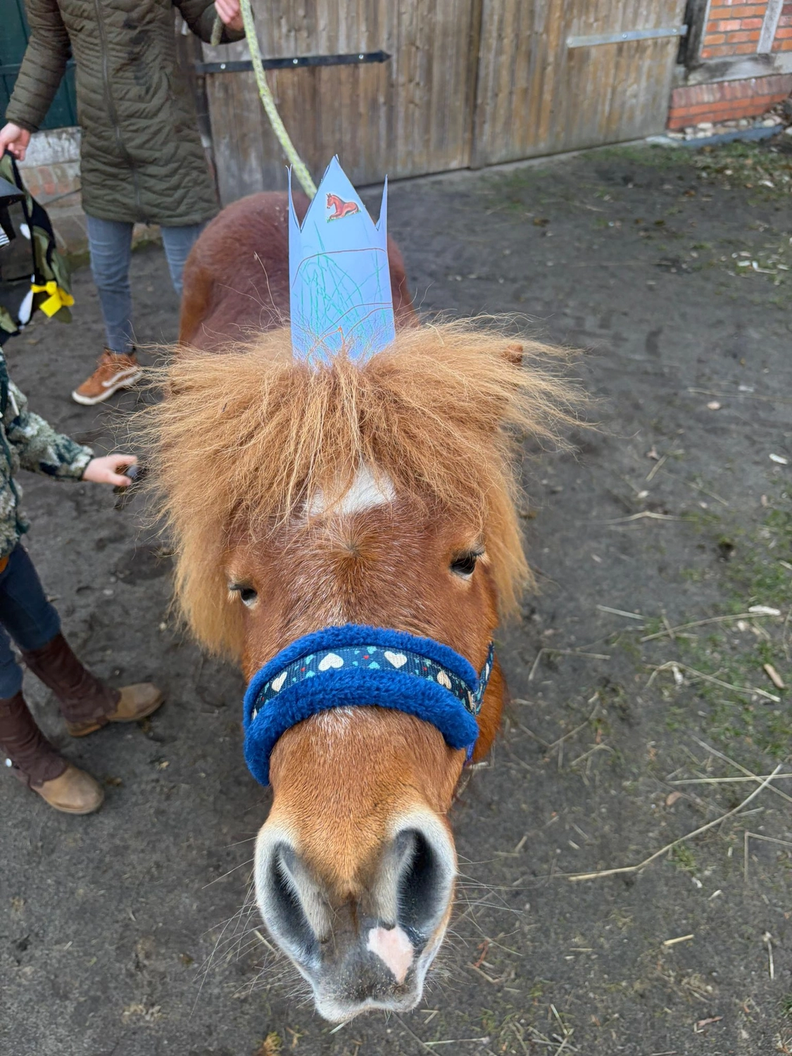 Ankerhof Natürlich-fair-Pferd - Pferdetraining - Kindergeburtstage mit Ponys