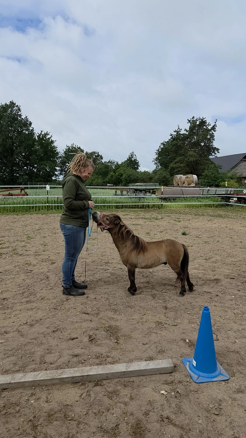 Ankerhof Natürlich-fair-Pferd - Pferdetraining -  Jungpferdetraining