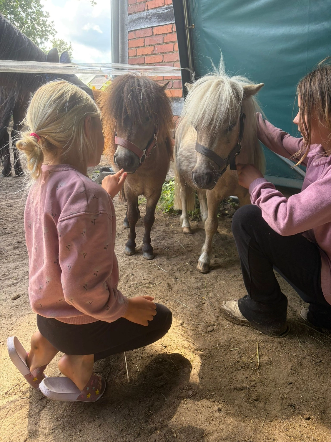 Ankerhof Natürlich-fair-Pferd - Pferdetraining - Ein kleines Mädchen mit kleinen Jungpferde