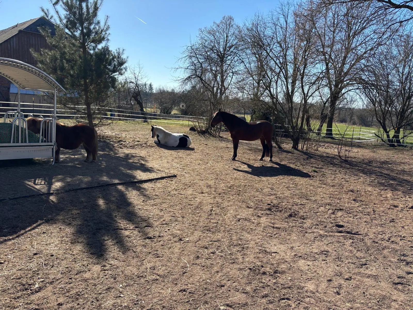 Ankerhof Natürlich-fair-Pferd - Pferdetraining - Mehrere kleine Pferde und Ponys grasen und ruhen auf einer offenen, von Bäumen umgebenen Wiese.