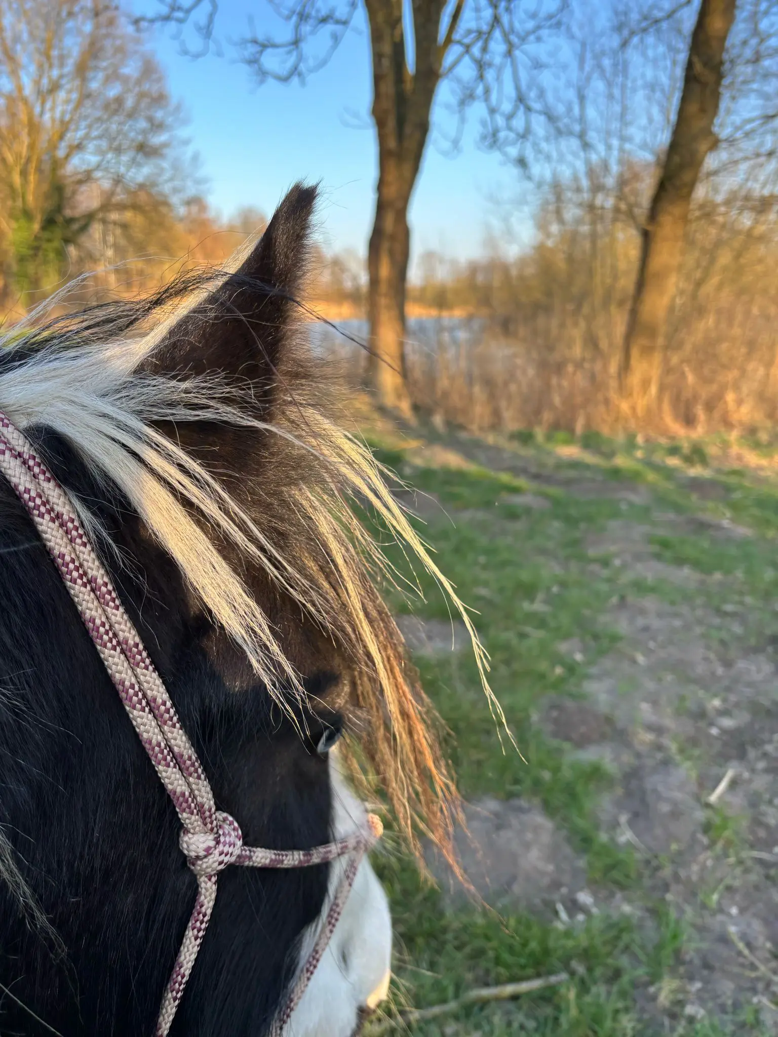 Ankerhof Natürlich-fair-Pferd - Pferdetraining - Pferdeverhalten