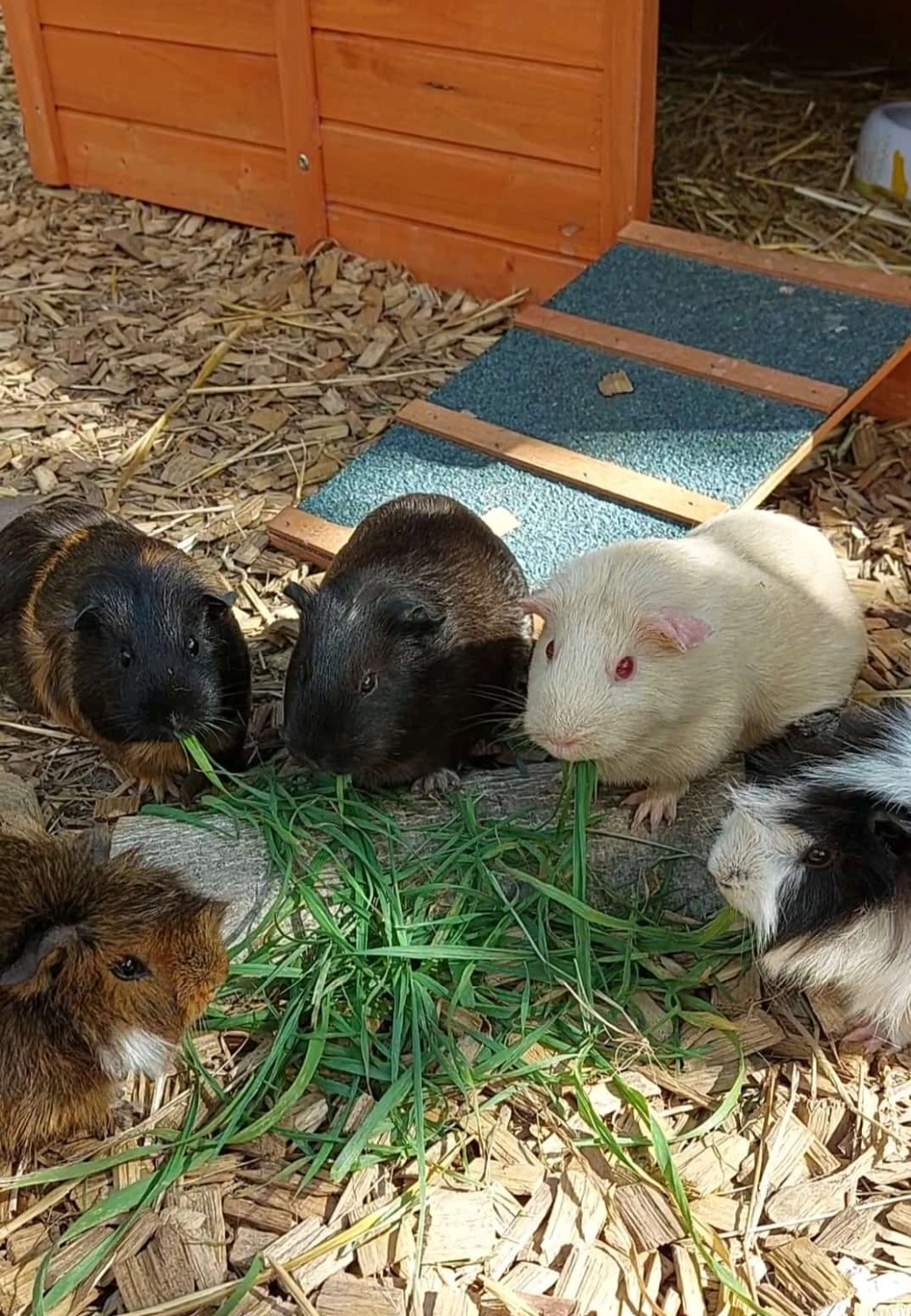 Ankerhof Natürlich-fair-Pferd - Pferdetraining - Meerschweinchen, Niko, Stinki u Co