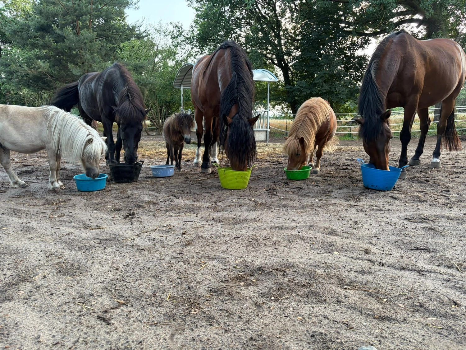 Ankerhof Natürlich-fair-Pferd - Pferdetraining - Sechs Pferde und Ponys unterschiedlicher Größe stehen auf einer sandigen Koppel. Jedes Pferd hat seinen eigenen bunten Plastik-Futtereimer zum Fressen.