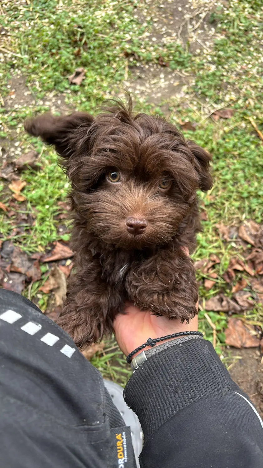 Ankerhof Natürlich-fair-Pferd - Pferdetraining - Willi Hund viel zu früh gegangen, aber für immer ein Teil von uns