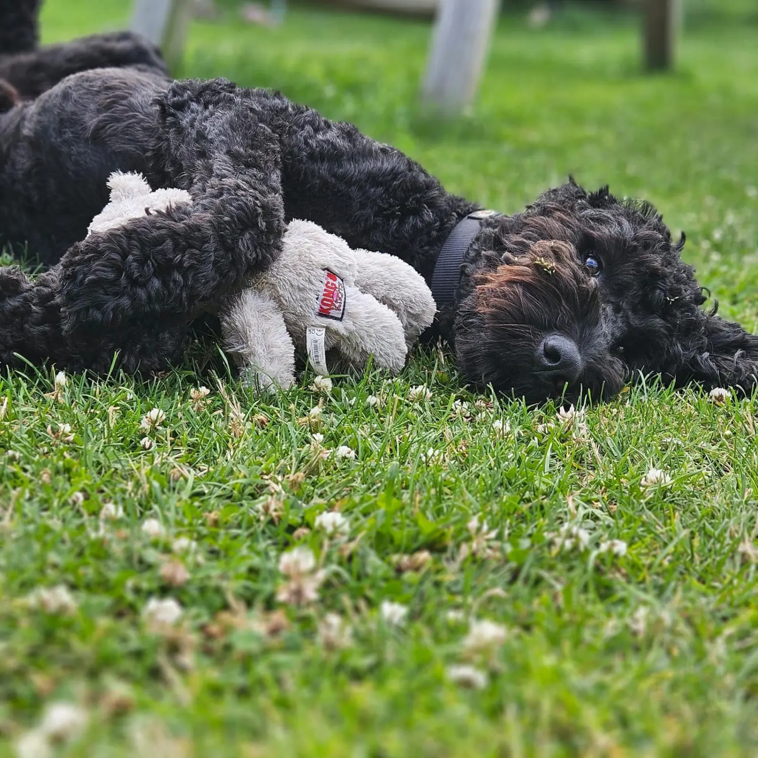 Ankerhof Natürlich-fair-Pferd - Pferdetraining - Loui Hund unser Goldendoodle