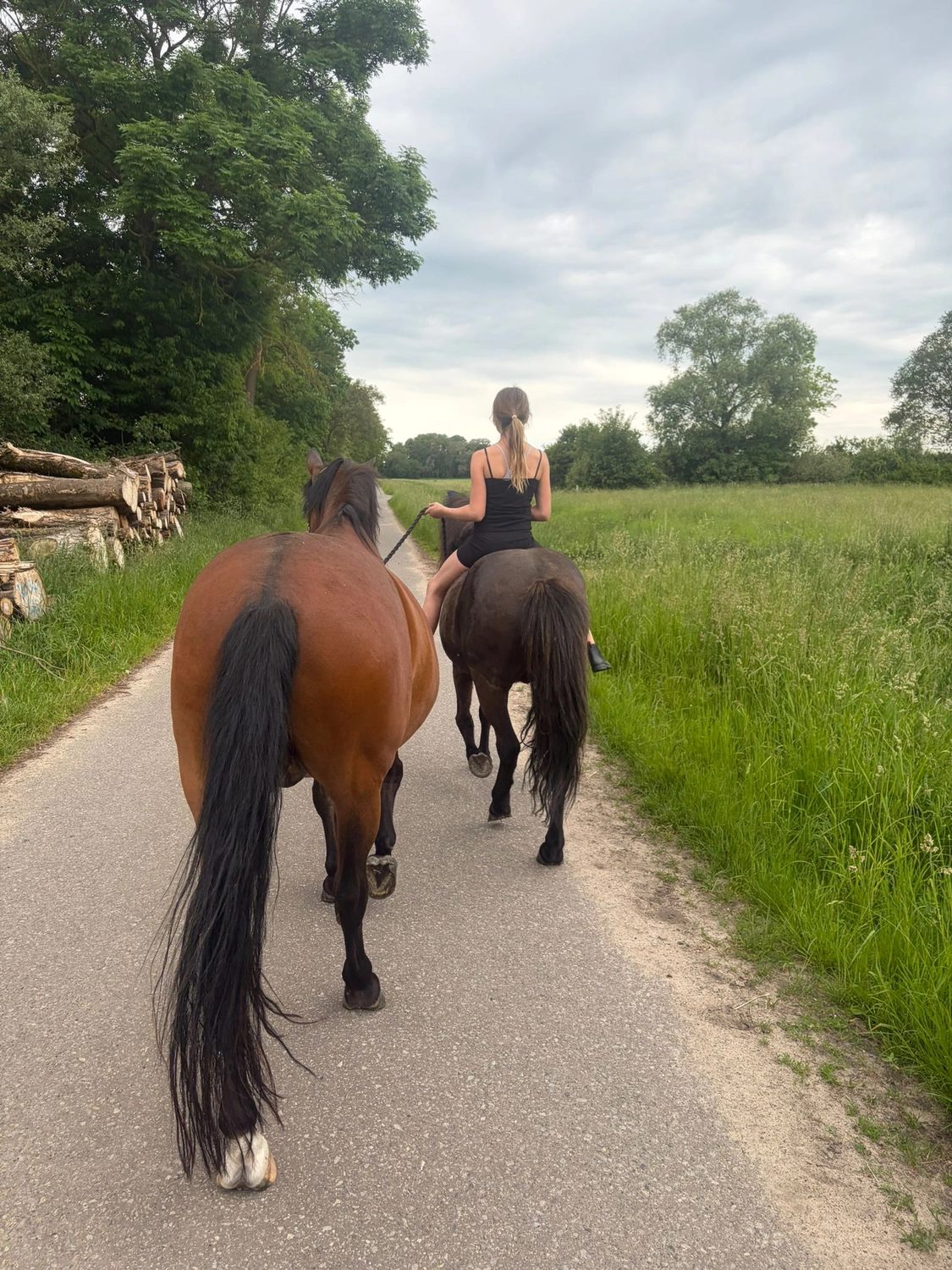 Ankerhof Natürlich-fair-Pferd - Pferdetraining - Pferdetrainer mit Pferd